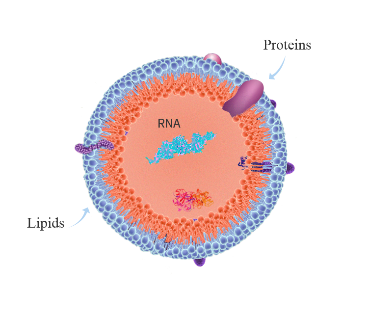 exosome-img