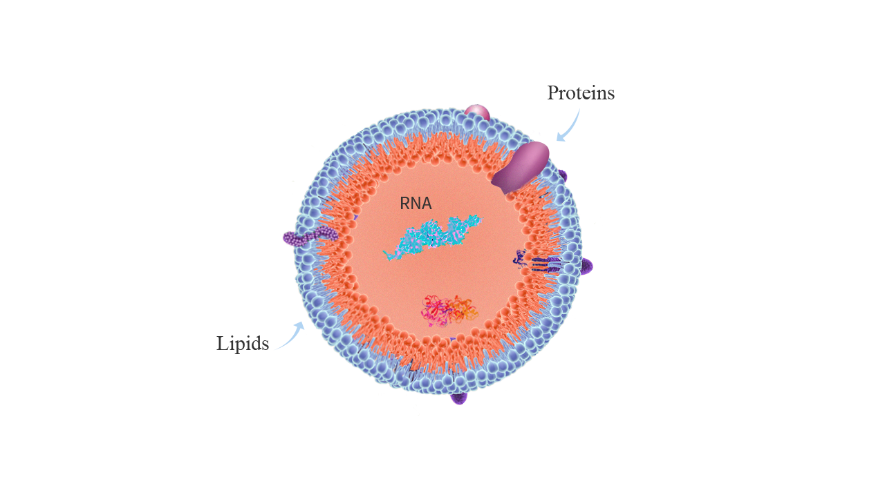 exosome-img